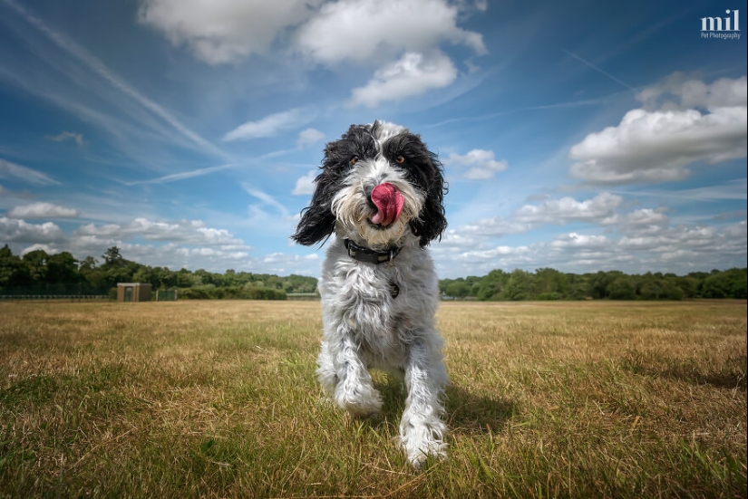 “Happy Tongue Out Dog Series”: I Took 12 Photos Of Dogs, And Here’s The Result