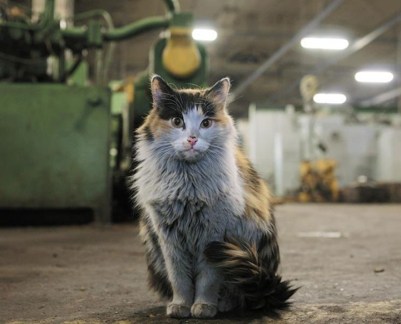 Hard-working cats-workers: they never say that they have legs