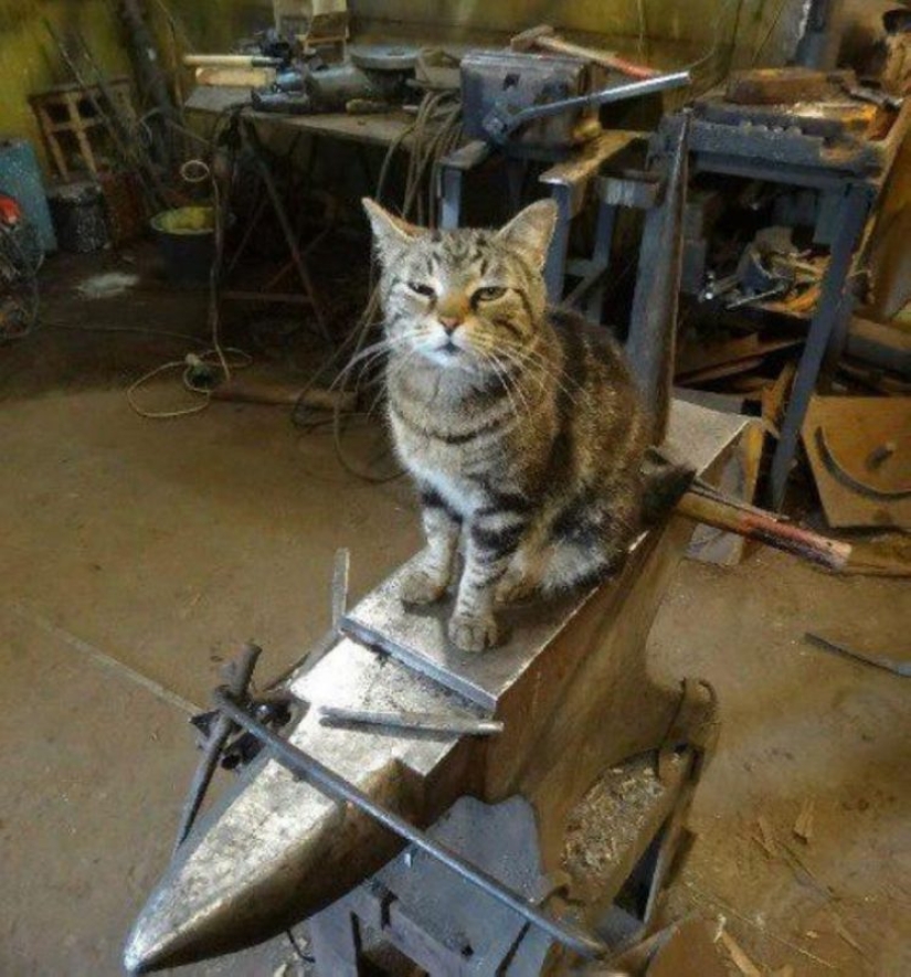 Hard-working cats-workers: they never say that they have legs