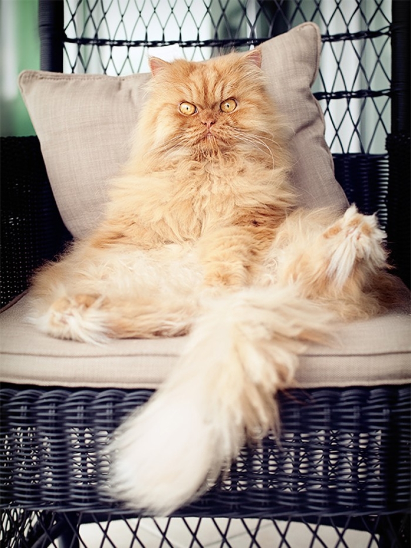 Harfi, el gato más feo del mundo