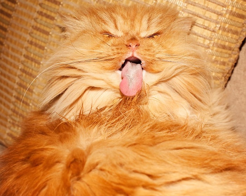 Harfi, the world&#39;s ugliest cat