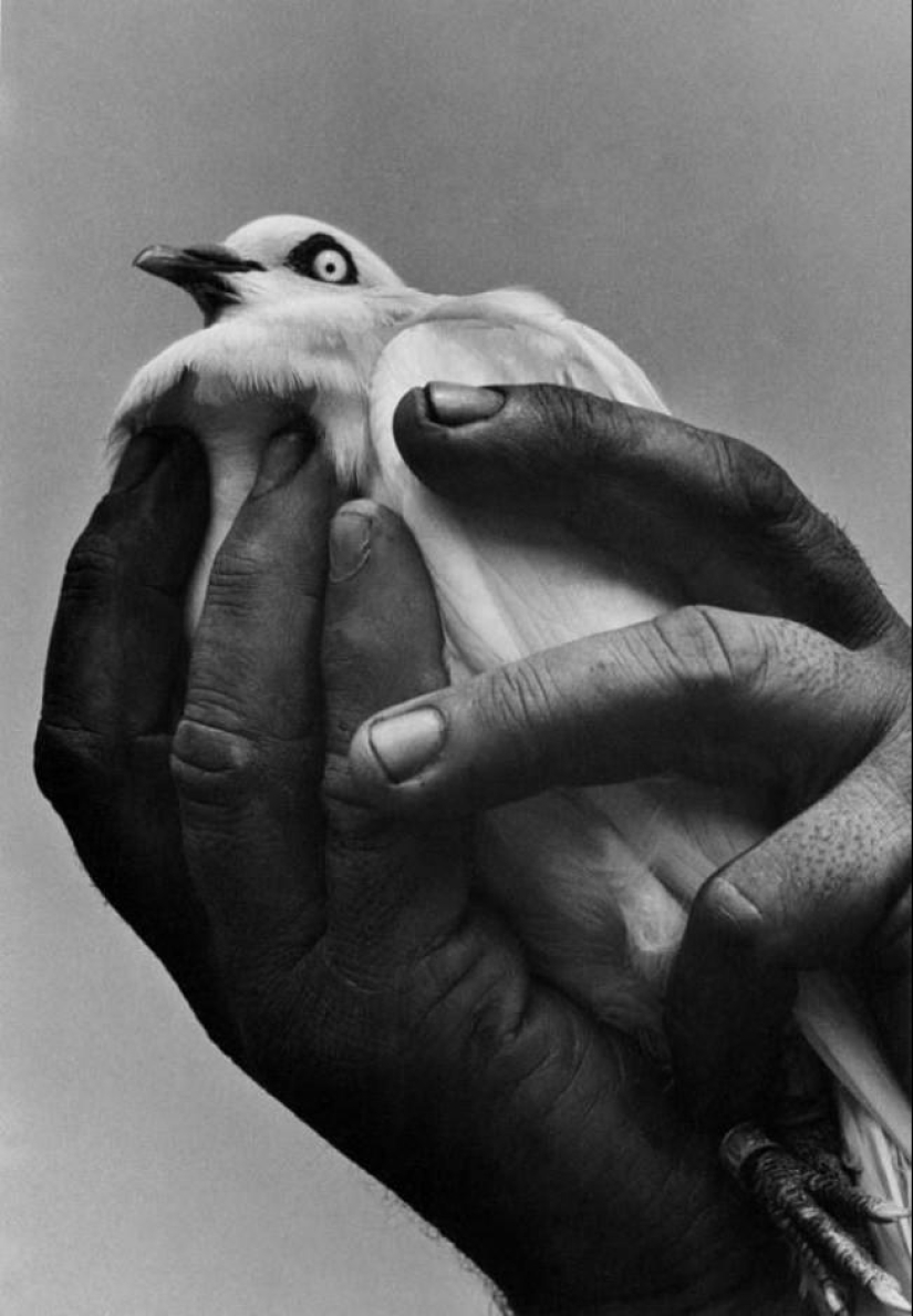 Harold Feinstein - la leyenda de la fotografía callejera