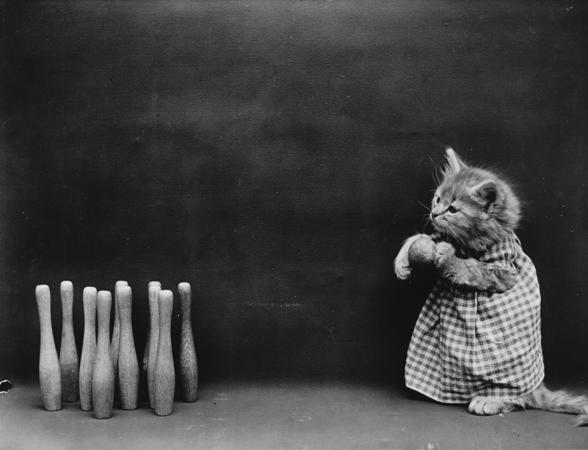 Harry Witter&#39;s retro cats and puppies that made a splash 100 years ago