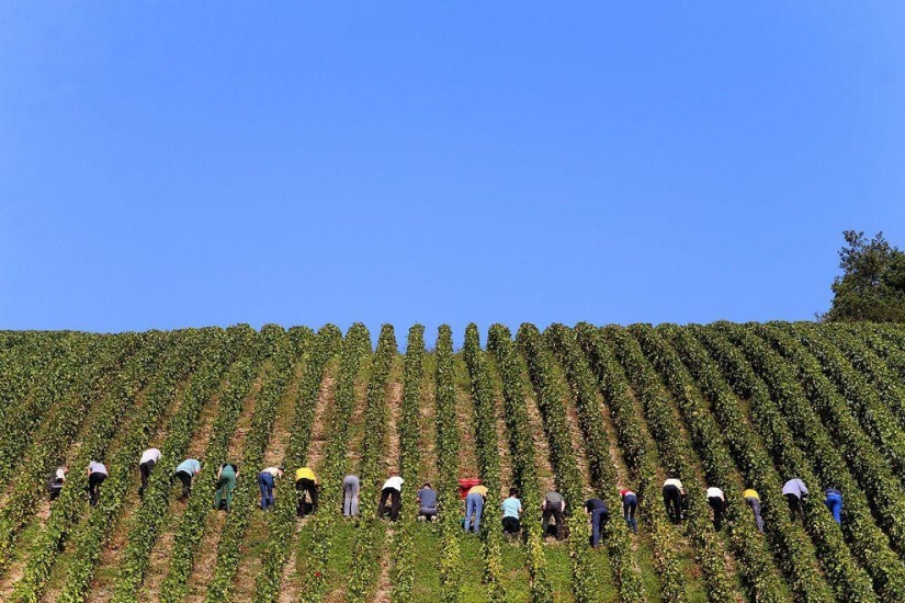 Harvest 2013