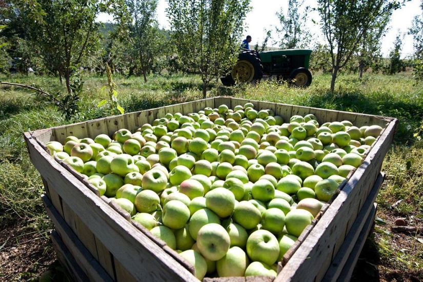 Harvest 2013