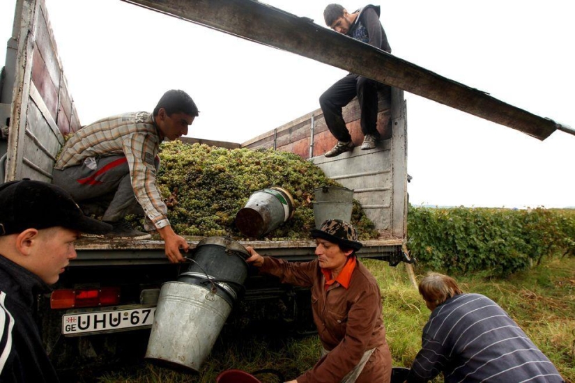 Harvest 2013