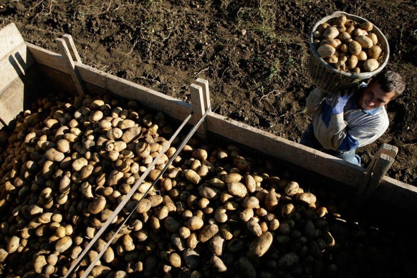 Harvest 2013