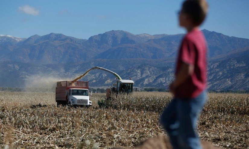 Harvest 2013