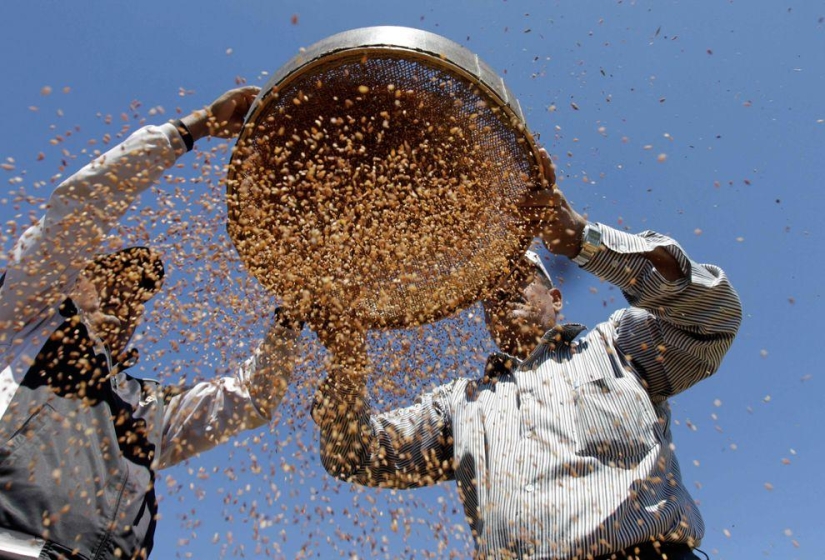 Harvest 2013