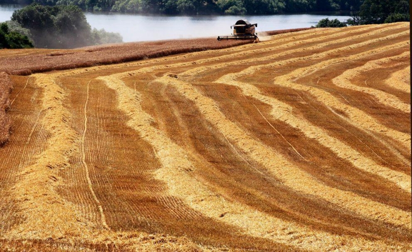 Harvest 2013