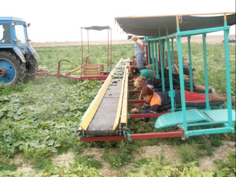 Harvesting cucumbers in Belarusian