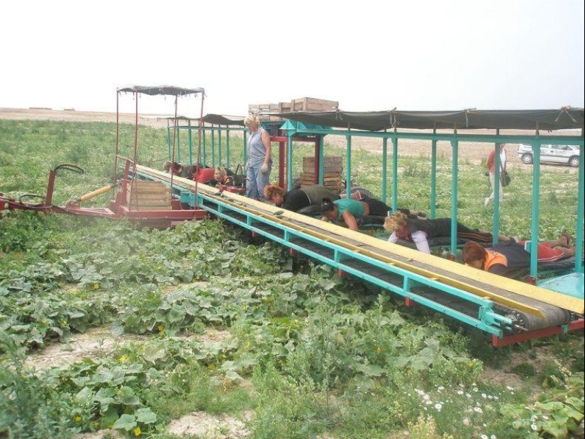 Harvesting cucumbers in Belarusian