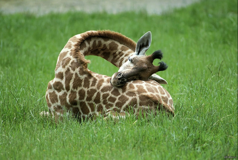 Have you ever wondered how giraffes sleep?