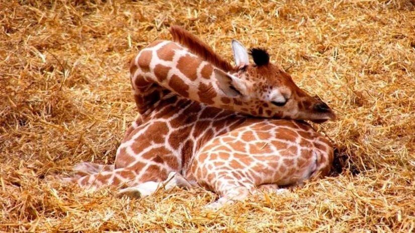 Have you ever wondered how giraffes sleep?