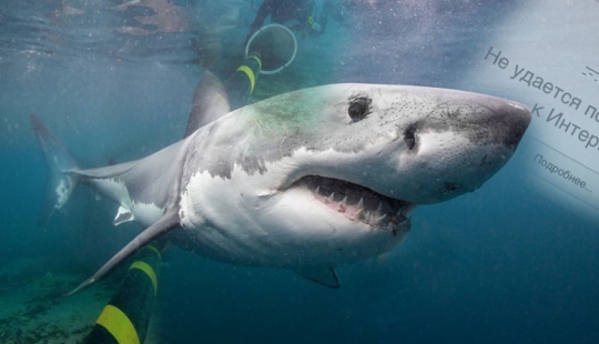 Hay que proteger Internet ... ataques de tiburones