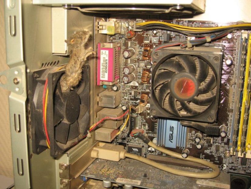 "He was recently cleaned," or the Harsh everyday life of a computer equipment repairman