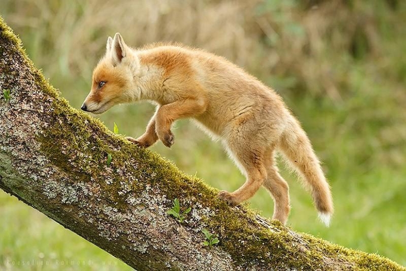 Heartbreaking photos of adorable fox cubs