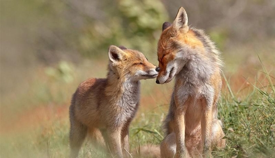 Heartbreaking photos of adorable fox cubs