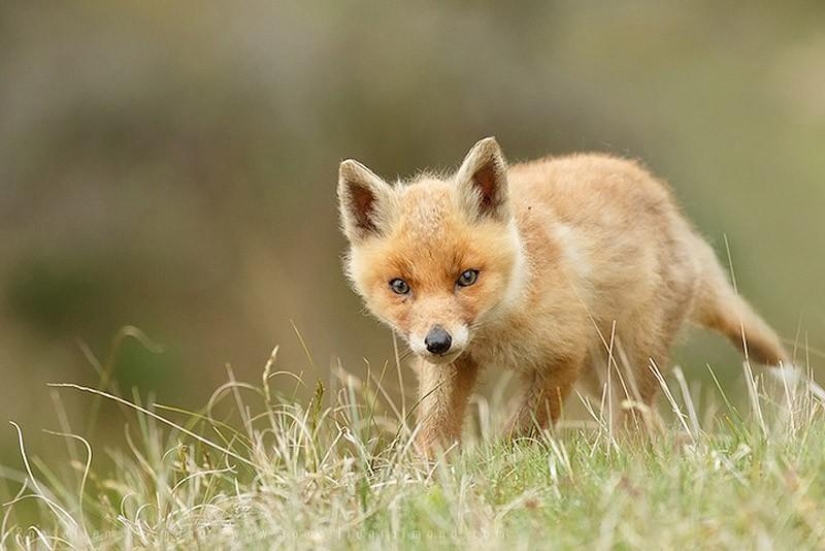Heartbreaking photos of adorable fox cubs