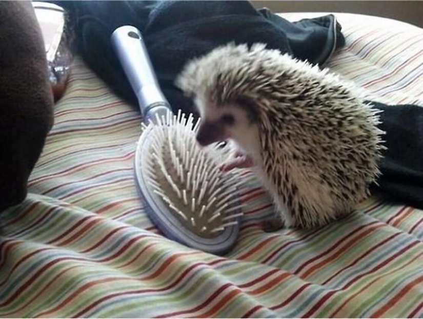 Hedgehogs are real and not