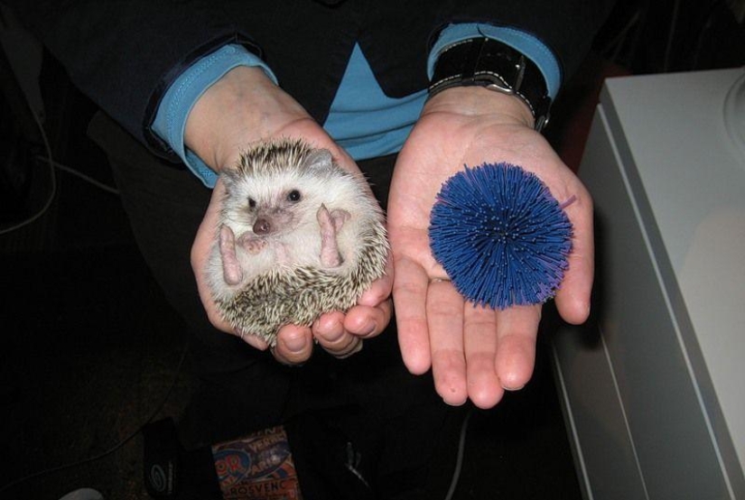 Hedgehogs are real and not