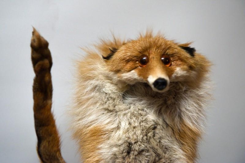 Hello Animal Defenders - Fox