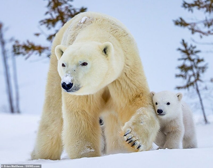 Hello, bears! The photographer was lucky to capture some stunning images of the white bear with cubs