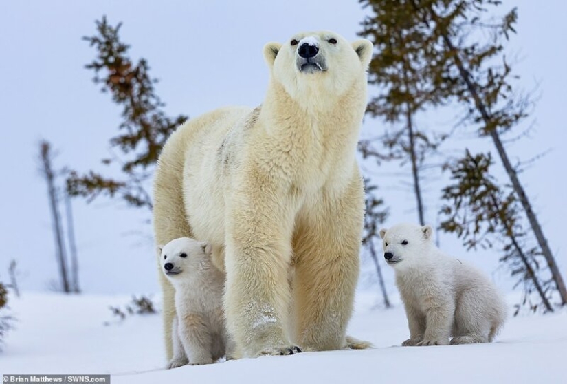 Hello, bears! The photographer was lucky to capture some stunning images of the white bear with cubs