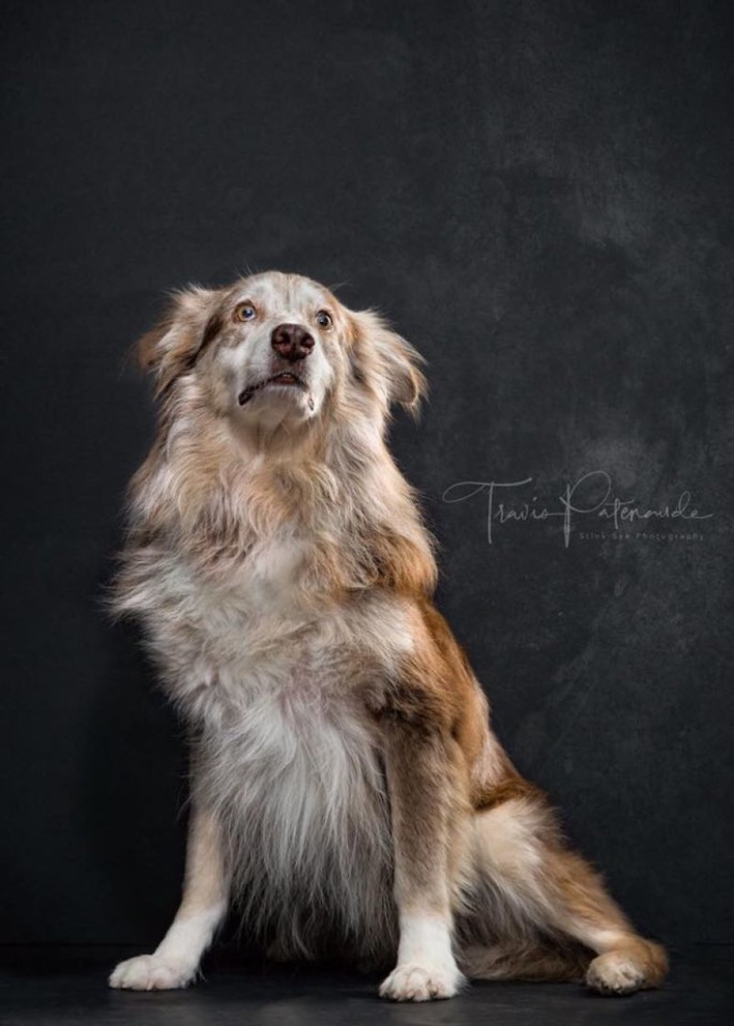 Hermoso perro con un destino trágico: los galgos de Galgo de España