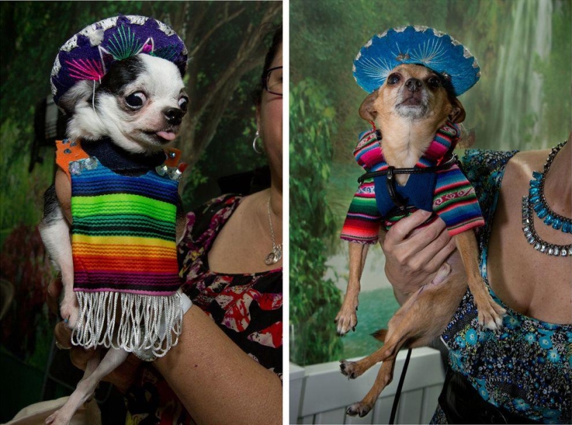 High fashion for dogs