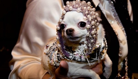 High fashion for dogs