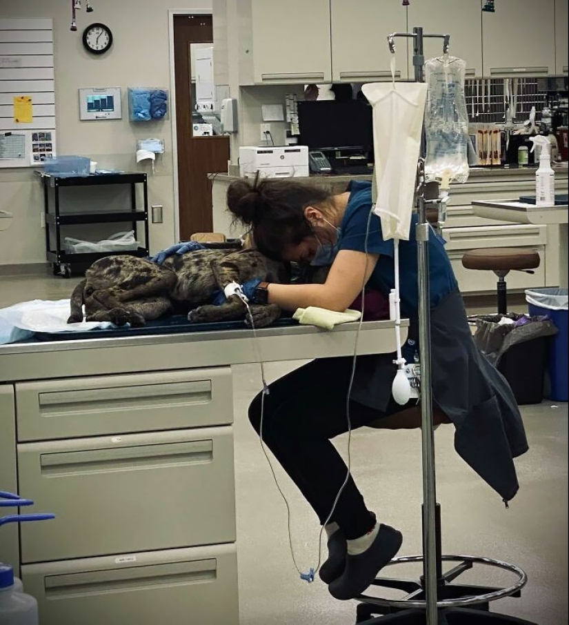 Hilarious And Wholesome Moments That Vets Have Experienced At Work