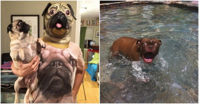 Hilarious dogs are shocked by what is happening