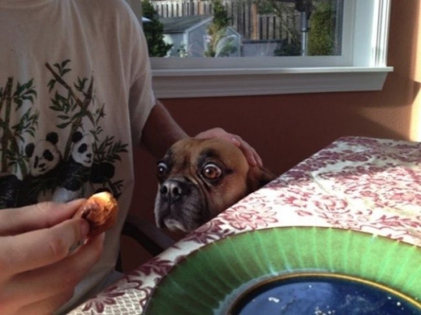 Hilarious dogs are shocked by what is happening