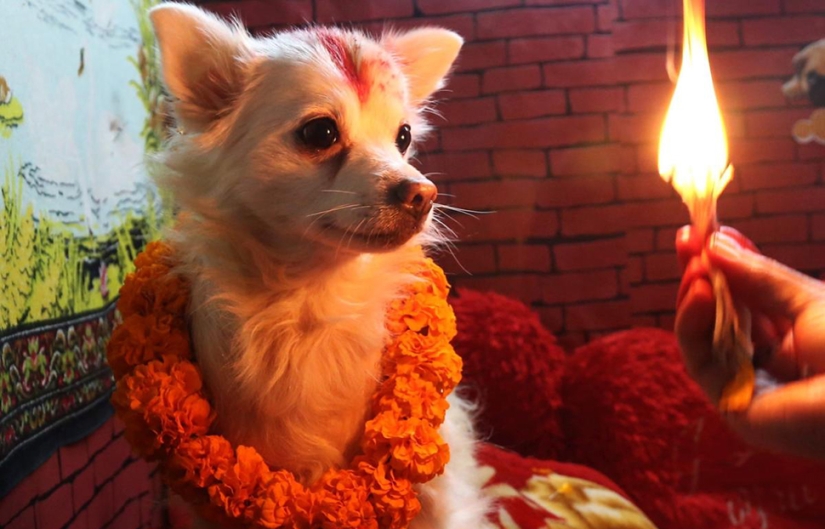 Hindus have a whole festival to thank dogs for their loyalty and devotion