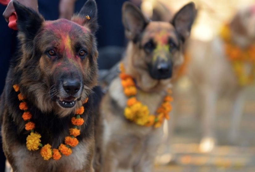 Hindus have a whole festival to thank dogs for their loyalty and devotion