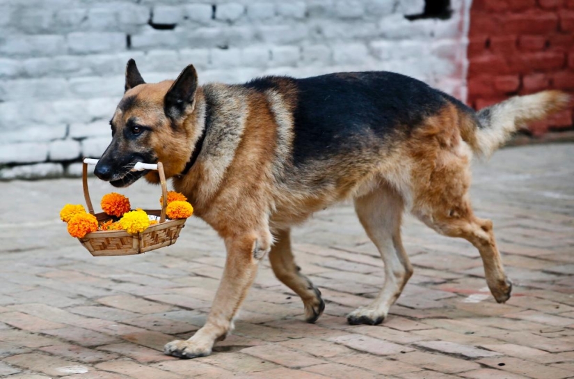 Hindus have a whole festival to thank dogs for their loyalty and devotion