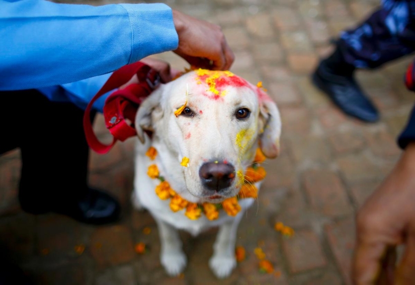 Hindus have a whole festival to thank dogs for their loyalty and devotion
