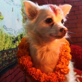 Hindus have a whole festival to thank dogs for their loyalty and devotion