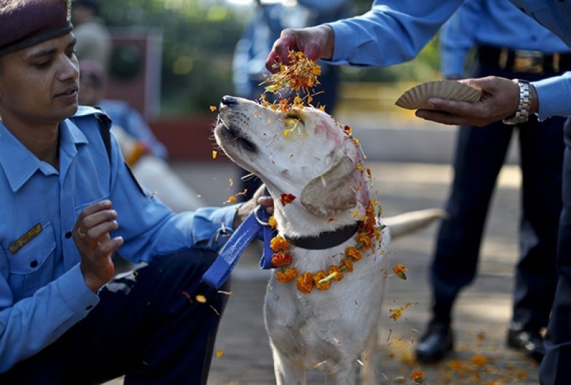 Hindus have a whole festival to thank dogs for their loyalty and devotion