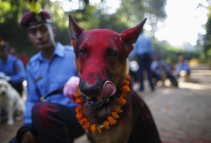 Hindus have a whole festival to thank dogs for their loyalty and devotion