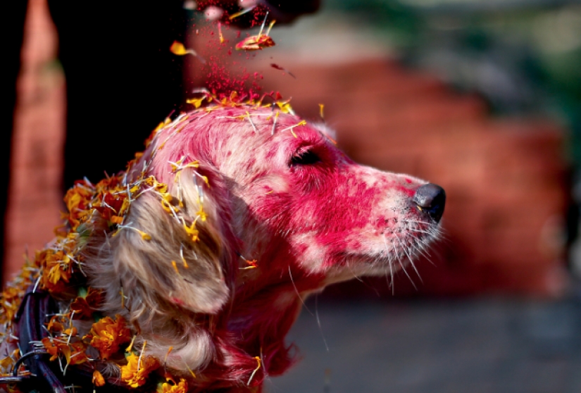 Hindus have a whole festival to thank dogs for their loyalty and devotion