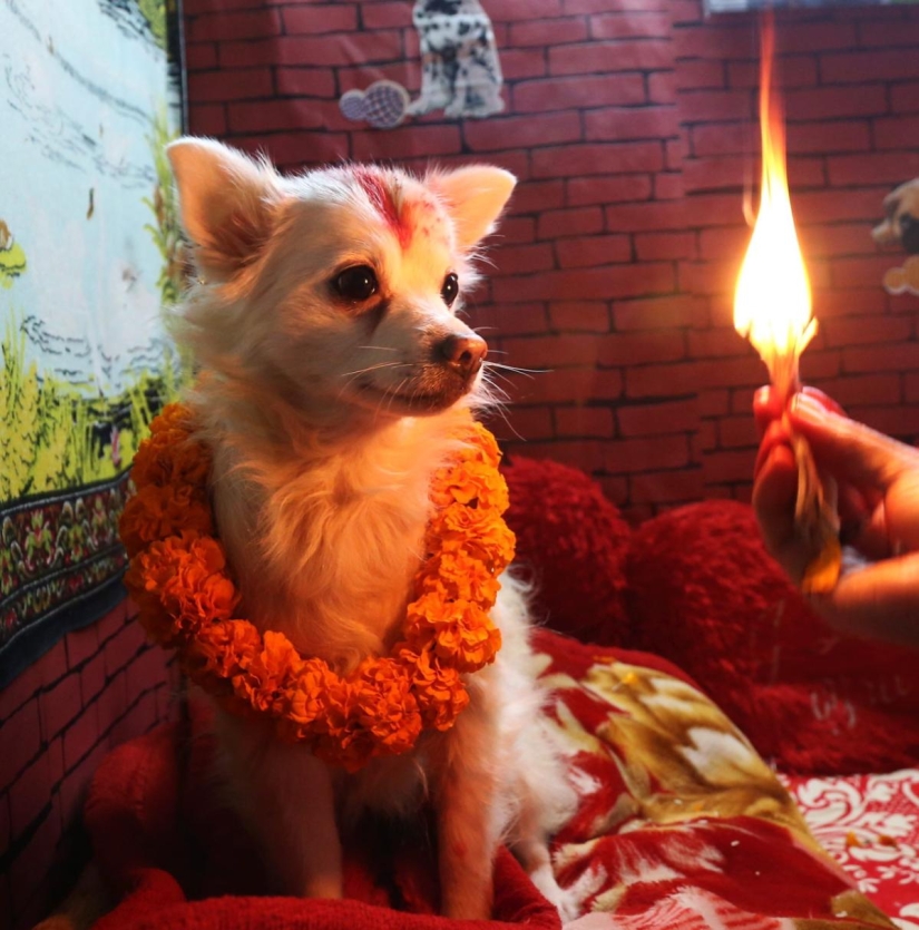 Hindus have a whole festival to thank dogs for their loyalty and devotion