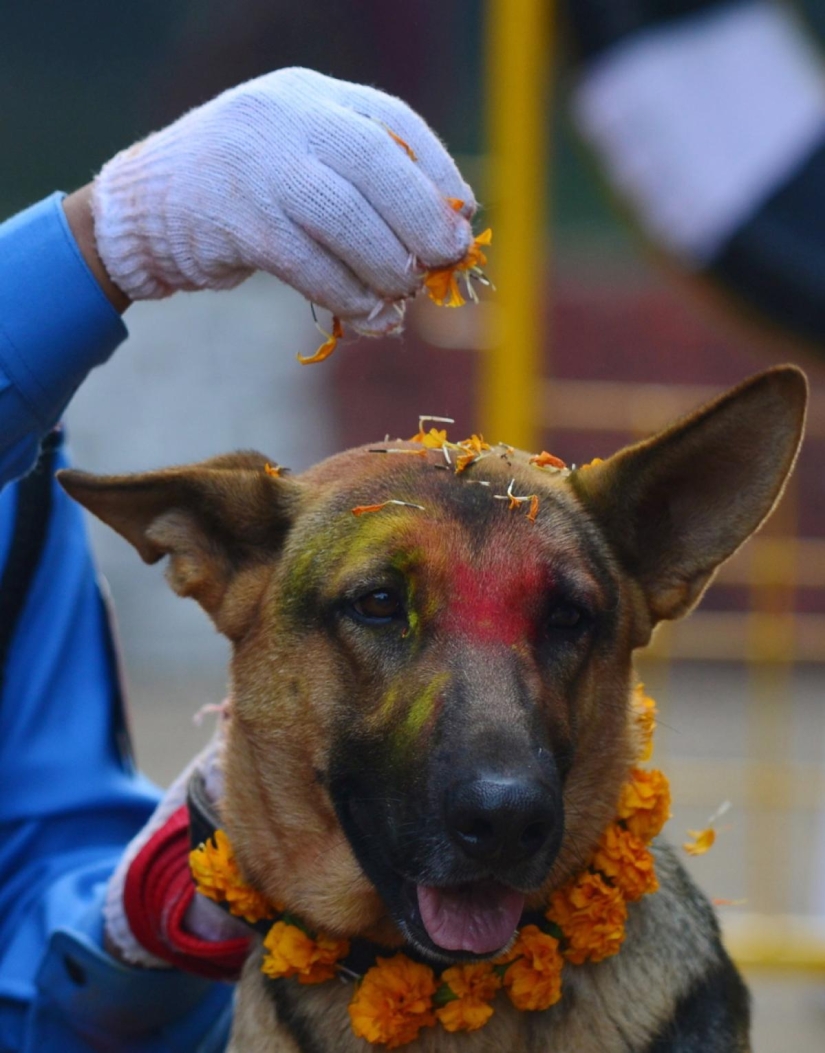 Hindus have a whole festival to thank dogs for their loyalty and devotion