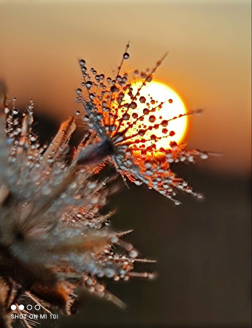 Historias de puestas de sol: 17 fotografías de siluetas de personas, plantas e insectos tomadas por este fotógrafo