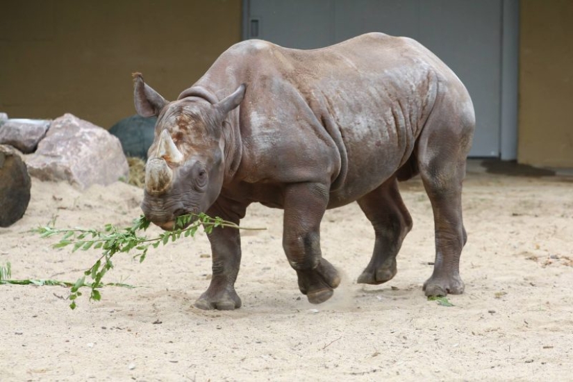 ¡Hombre, para! Animales que se han reducido a la mitad en 40 años