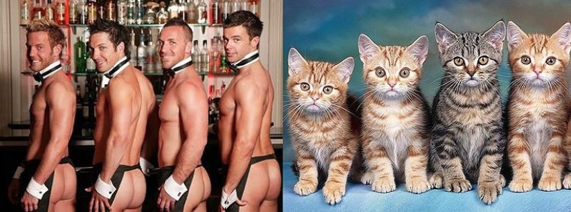 Hombres vs gatos