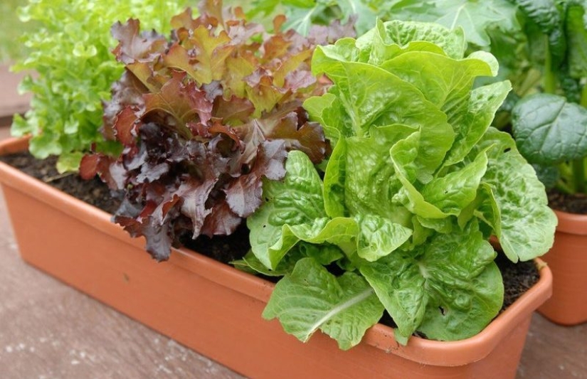 Home vegetable garden: 7 healthy and delicious plants that can be grown on the windowsill