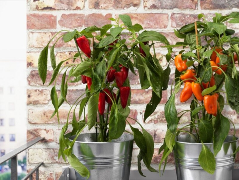 Home vegetable garden: 7 healthy and delicious plants that can be grown on the windowsill