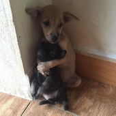 Homeless puppies Can't Stop Cuddling after Being Rescued